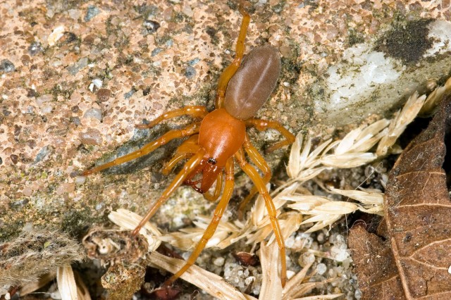 Close-up of a spider with a red head and legs and a grey abdomen 