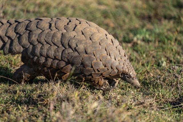 Pangolin sniffing through short grass in the Serengeti