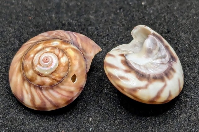 Two wheel shells, one displaying the top view and one the bottom view