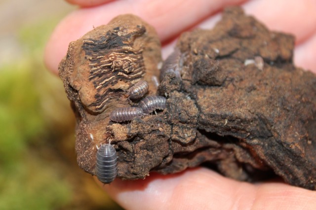 Four pill-bugs crawling on the edge of a piece of bark held in a person&#039;s hands