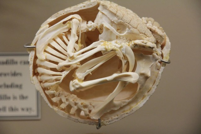 Side-view of an armadillo&#039;s skeleton, showing how its body curls into a tight ball