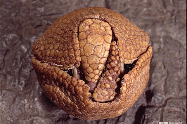 Armadillo curled into a ball with its head pointed down and tail pointed up, creating a tight seal