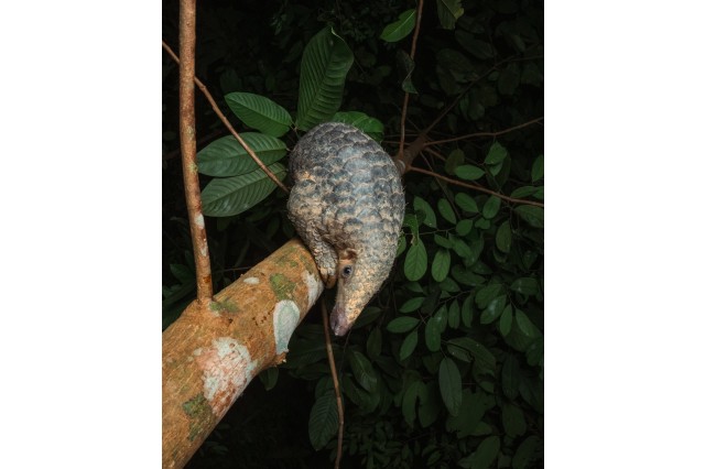 Pangolin in a tree at night, looking down from its perch on a branch