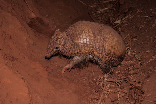 Armadillo digging in dirt at night