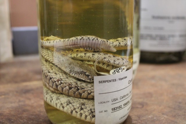 Sidewinder in specimen jar