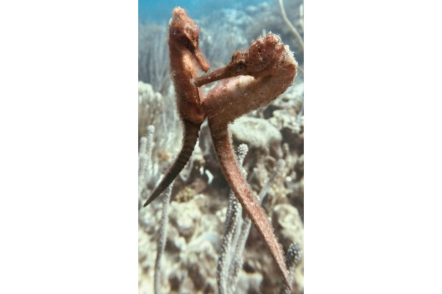 Female seahorse depositing unfertilized eggs into the male's pouch, with the opening to his pouch visible.