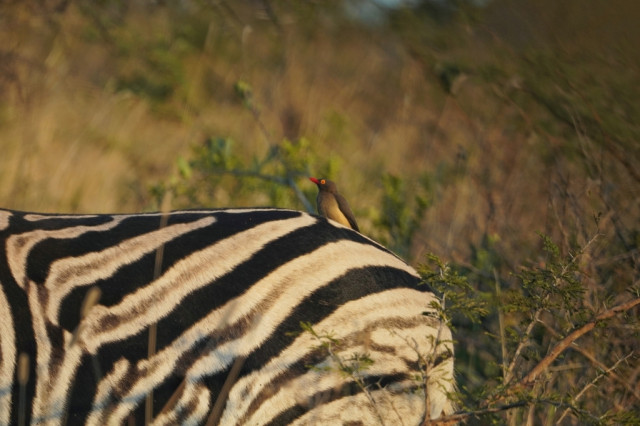 A small gray and white bird with a red and yellow eye and a red bill sits on top of a Zebra standing by some tall grasses.