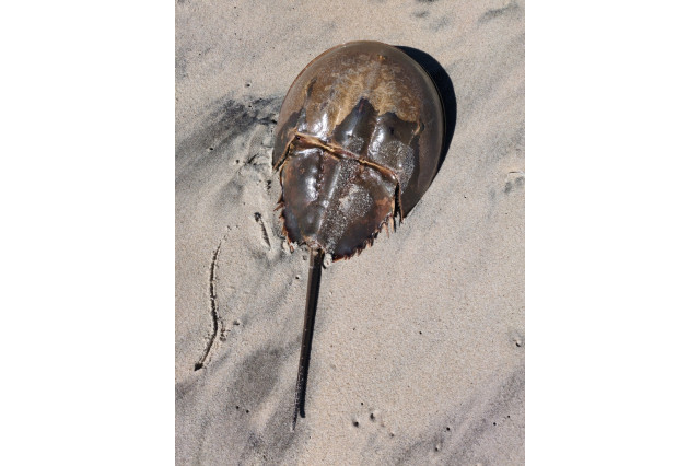 A horseshow crab sits on a sandy beach