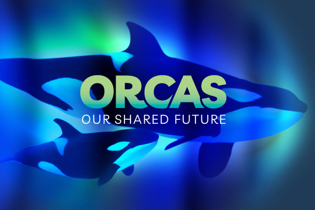 Two black and white orcas in a blue, green, and purple sea of color