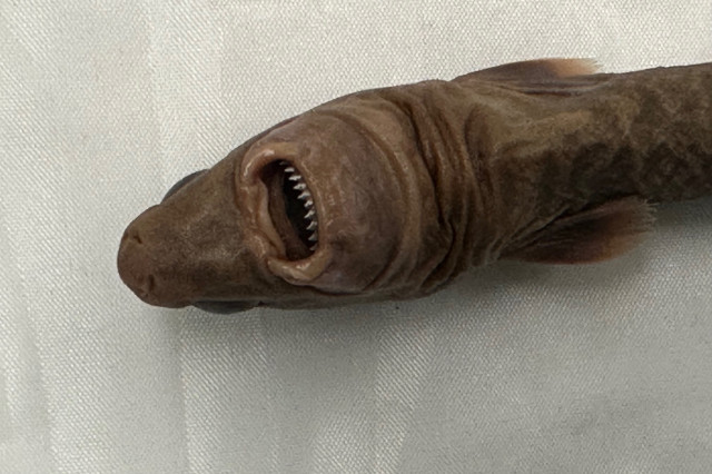 Cookiecutter Shark (Isistius brasiliensis)