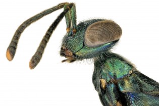 Close up of Green Wasp 