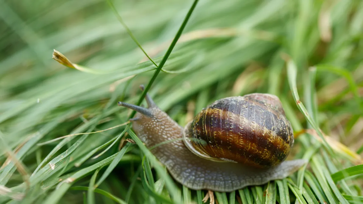Land Snails The Key to Beauty? nhmla