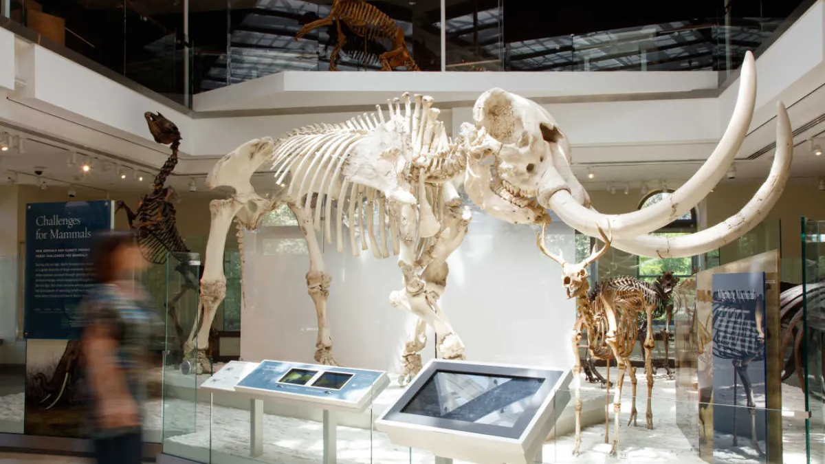 Mammals | Natural History Museums of Los Angeles County