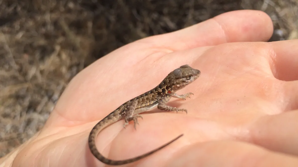 Lizard Fieldwork Is Just A Metro Ride Away In Los Angeles Natural History Museums Of Los 4863