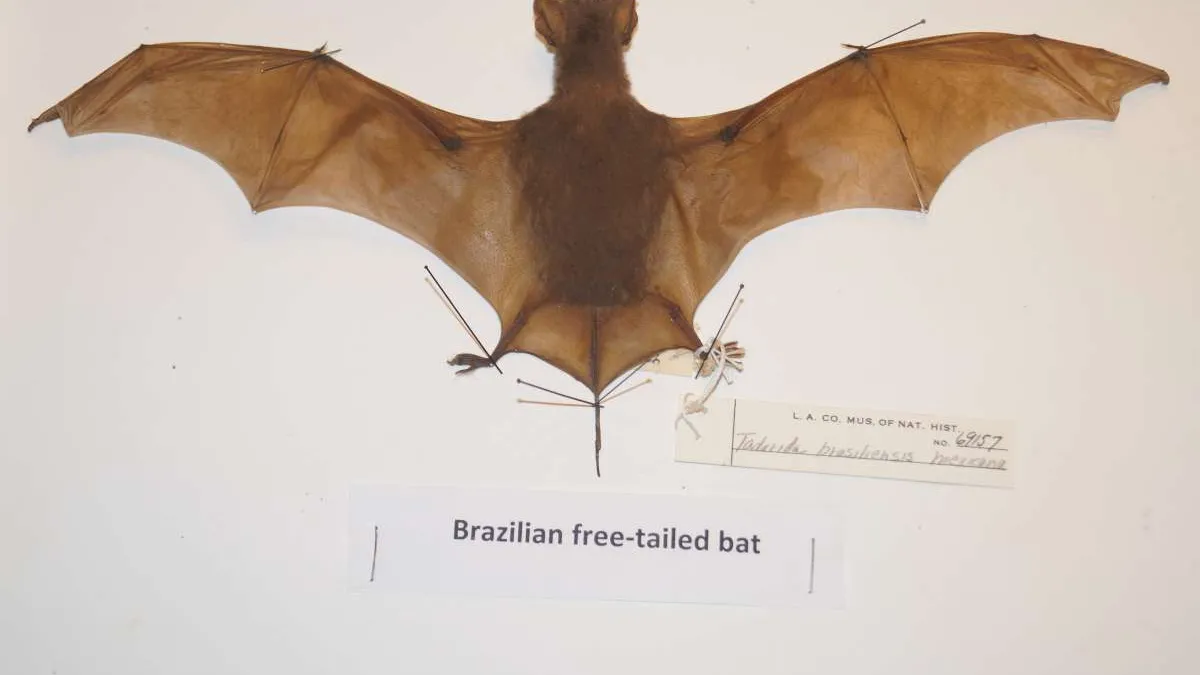 L.A. Bats Fight On! nhmla