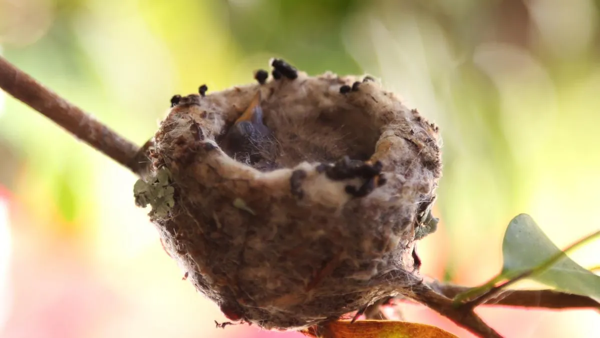 An Early Bird? Natural History Museums of Los Angeles County