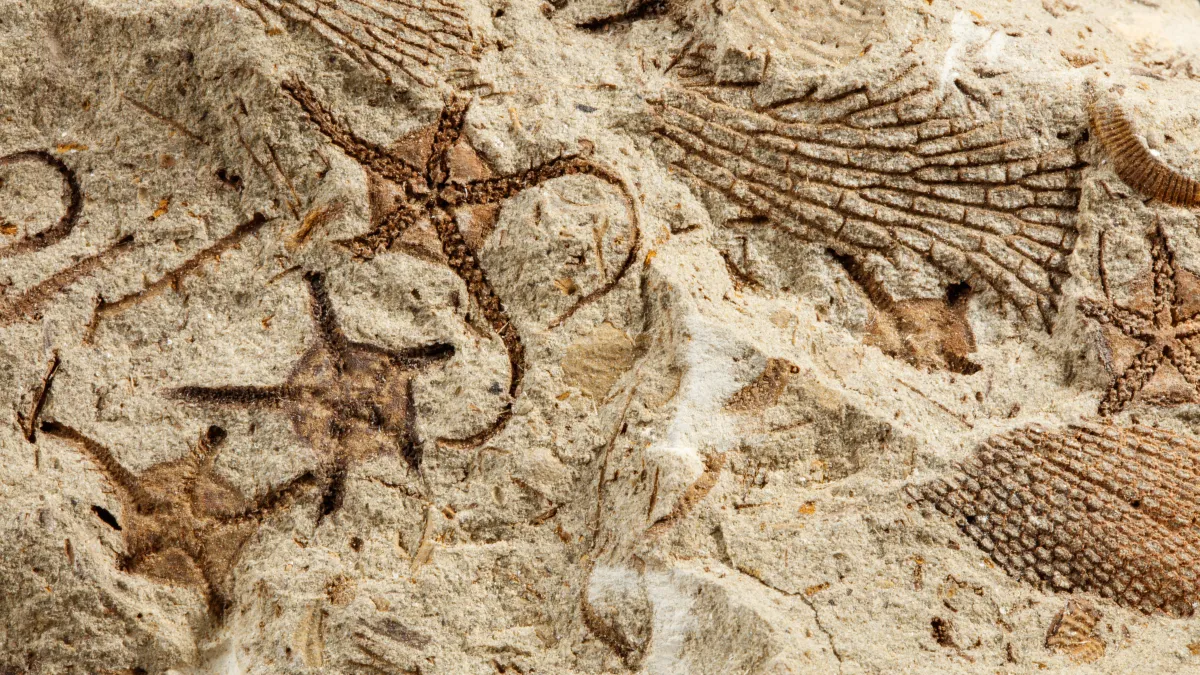 dinosaur trace fossils