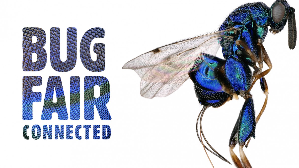 Bug Fair Is On Natural History Museums of Los Angeles County