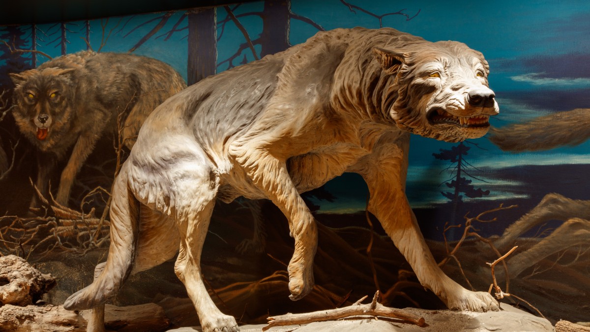 Our Evolving Understanding Of Dire Wolves Natural History Museums Of Los Angeles County 7287