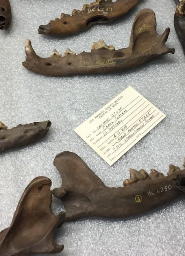 Photo of jaw bones from La Brea tar pits