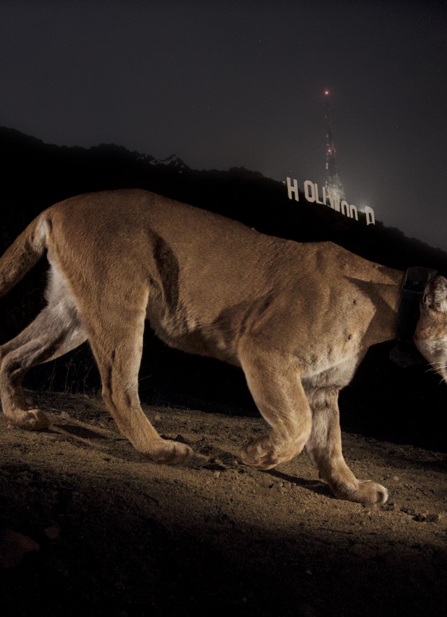 P-22 next to Hollywood sign