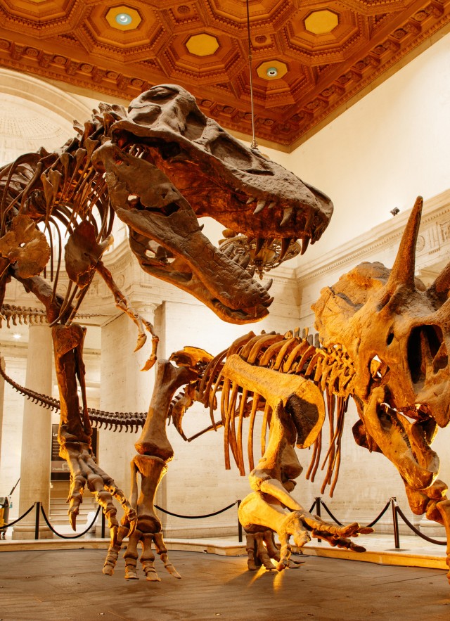 Tyrannosaurus Rex vs. Triceratops in a Dinosaur Fight