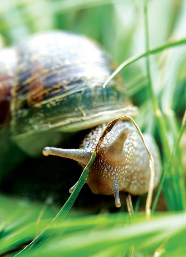 close-up of a snail in grass