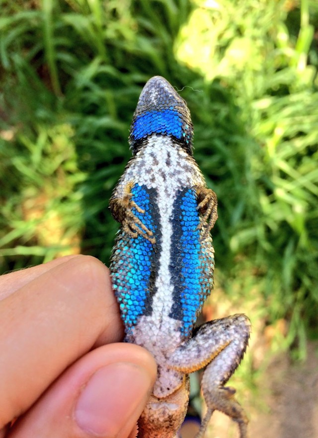 blue belly lizard