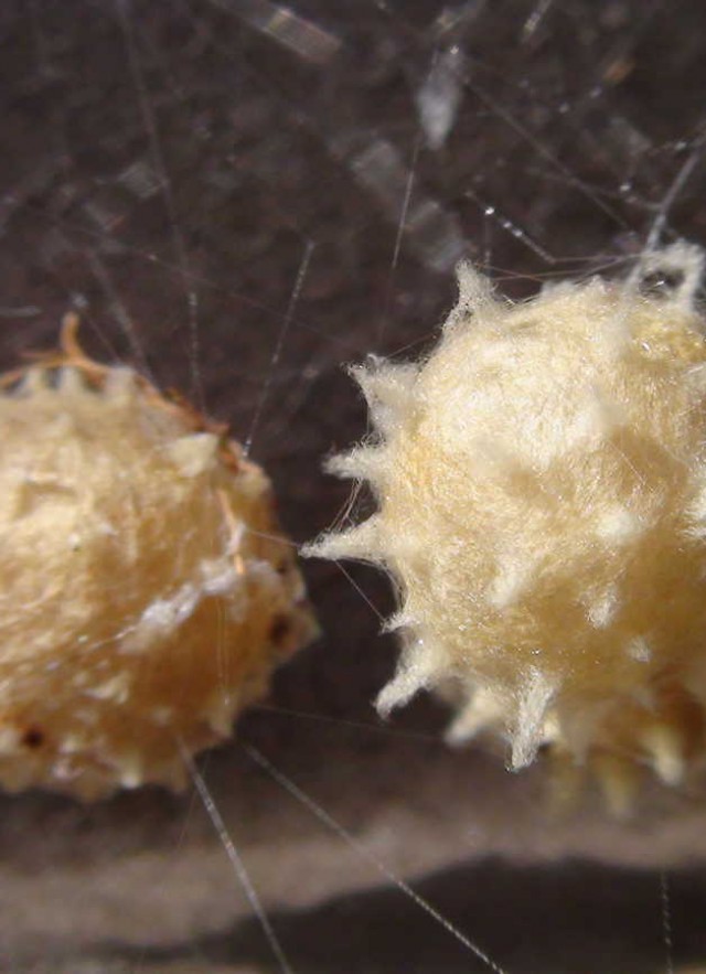 Brown Widow egg sacs 