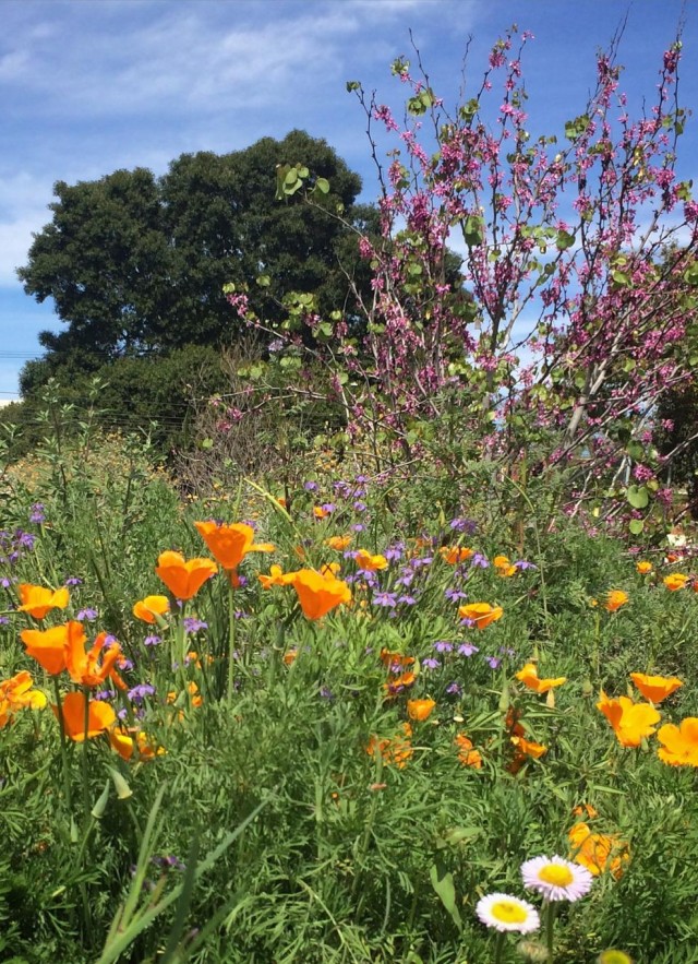 flowers in the nature garden