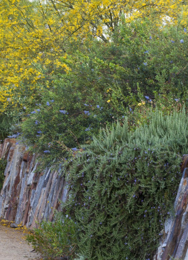image of wall of bushes and flowers