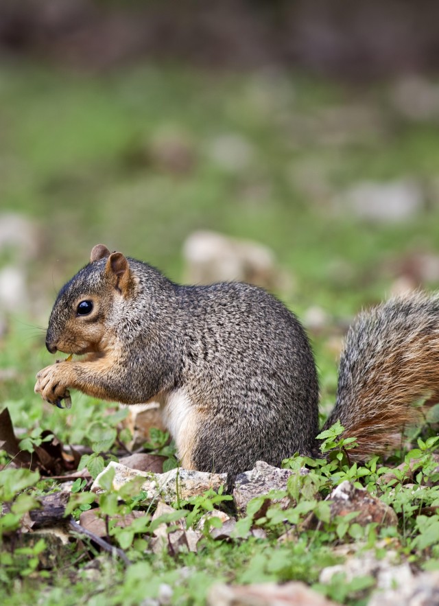 grey squirrel eating outside
