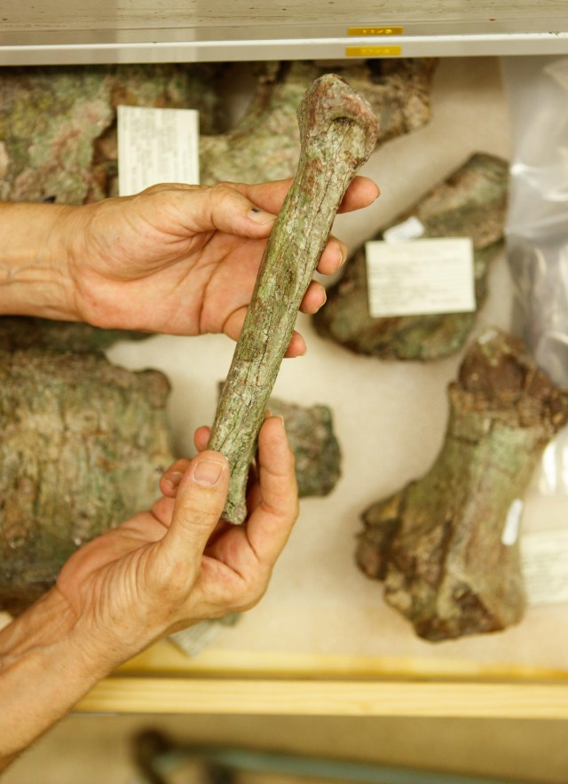 collections manager holding bone in dinosaur institute research and collections