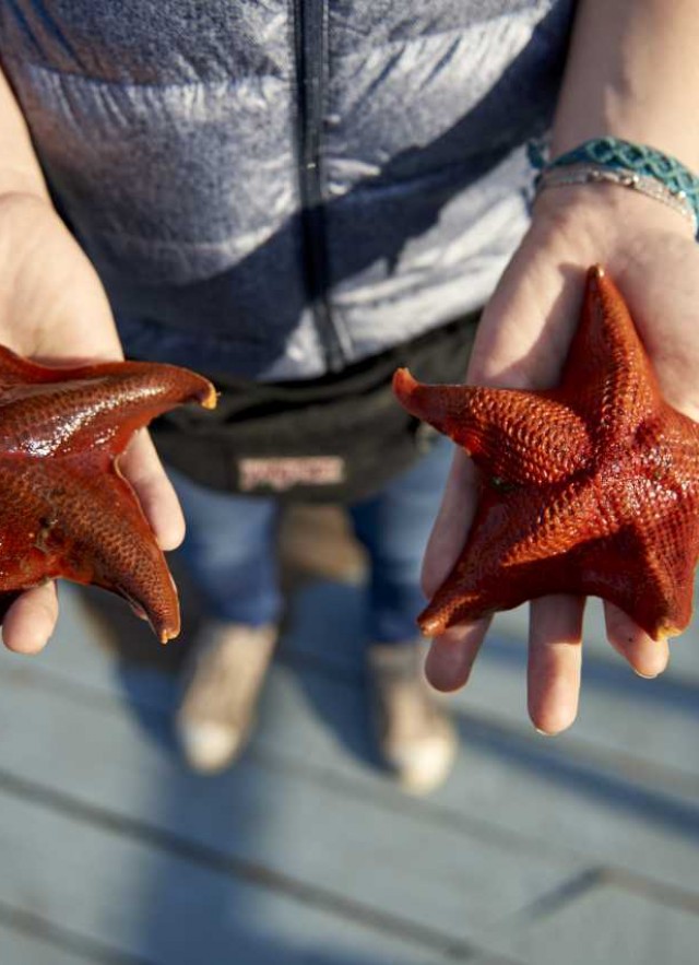 bat stars, starfish