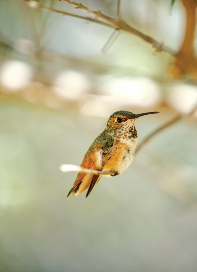 hummingbird nature gardens NHM