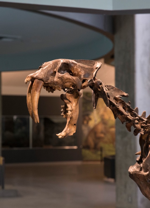 smilodon skeleton inside tar pits interior