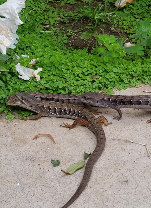 Three Southern Alligator Lizards in a Pasadena apartment complex