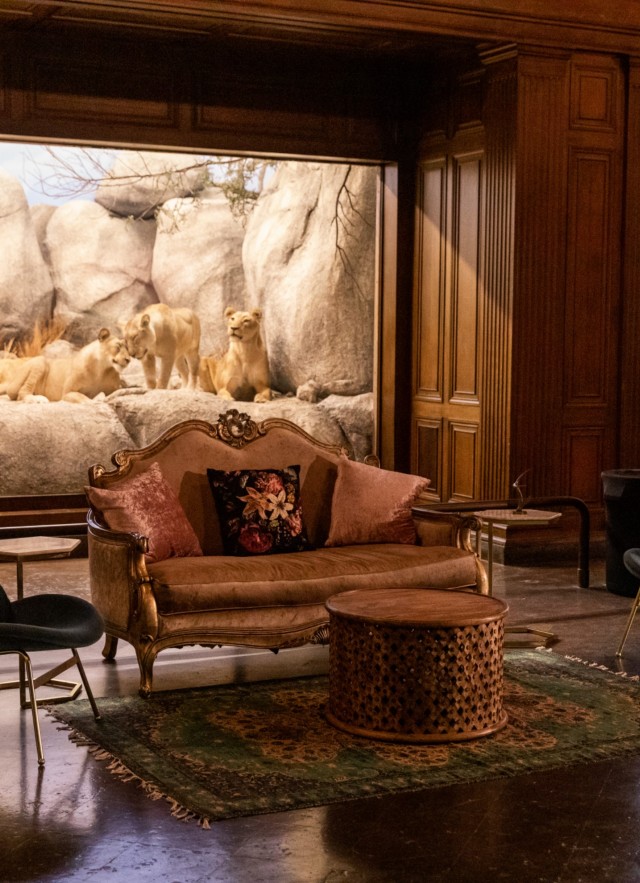 Lounge in the African Mammal Hall