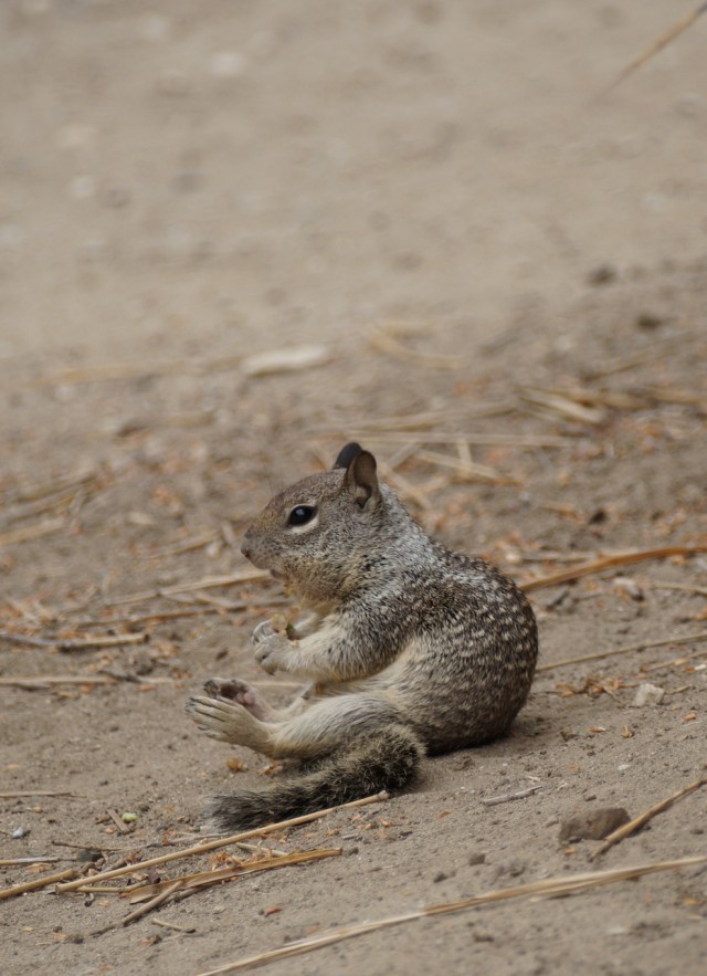 Baby ground squirrel