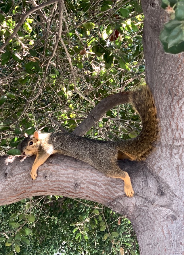 Fox squirrel, laying on ground by a tree.