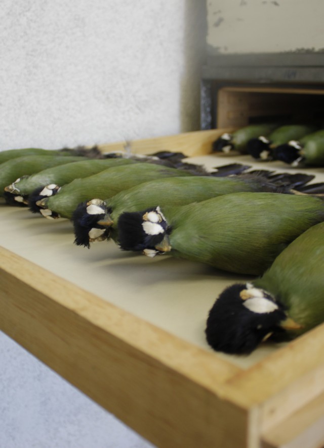 Turaco specimens in a drawer
