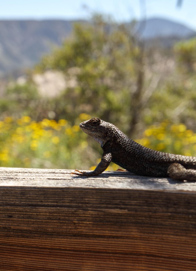 lizard on fence devil&#039;s punchbowl bio blitz