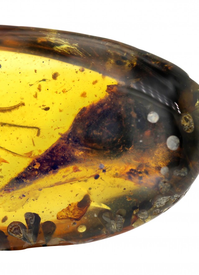 Oculudentavis, tiny dinosaur trapped in amber