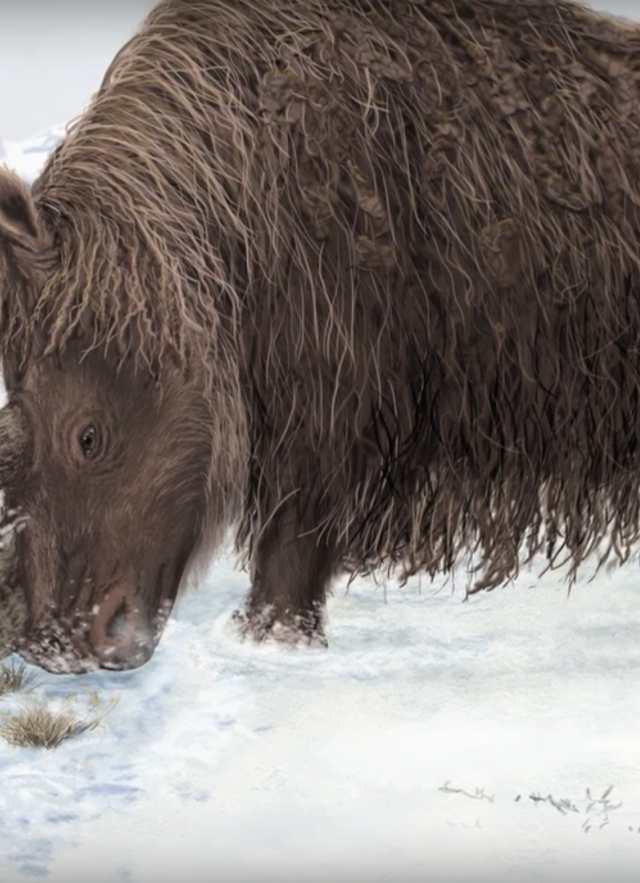 Woolly Rhino Artistic version