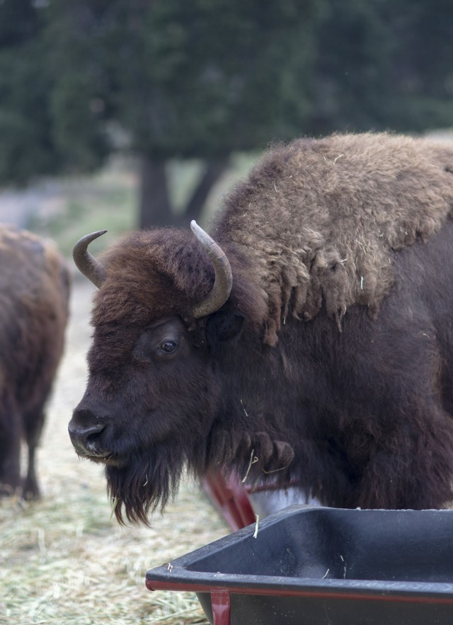 Hart museum herd of bison grazing
