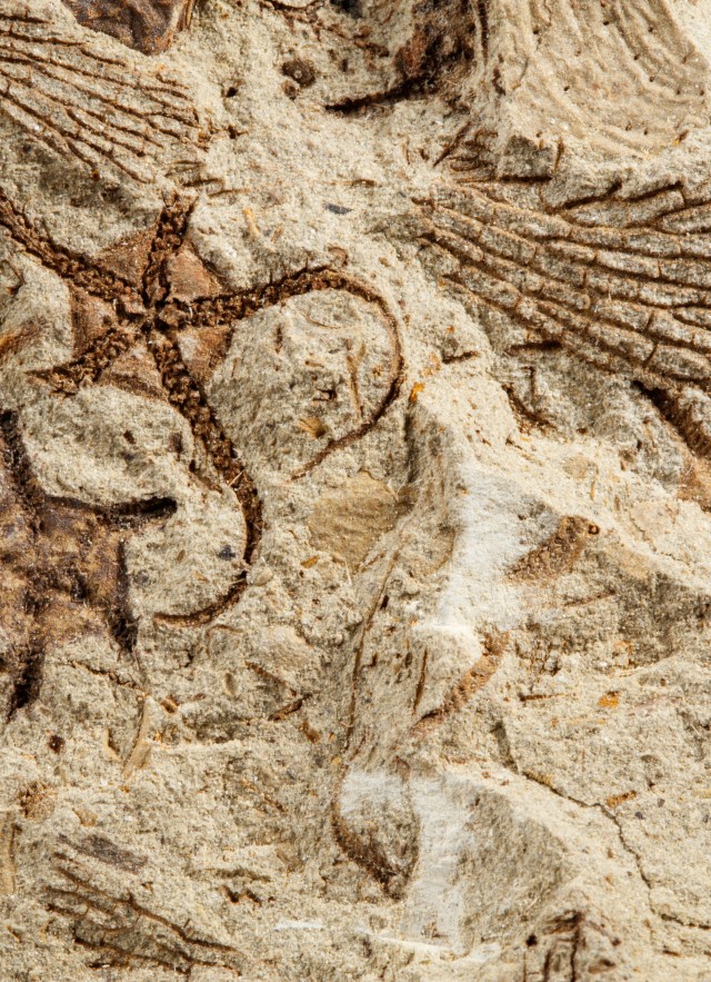 invertebrate paleontology trace fossils