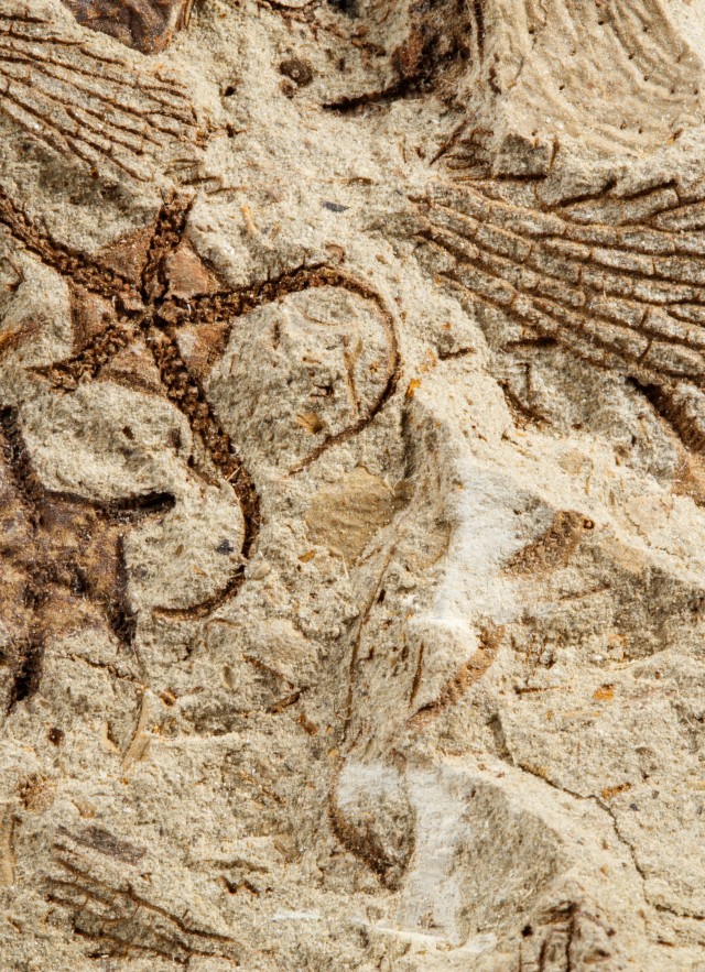 Make Your Own Trace Fossil | Natural History Museums of Los Angeles County