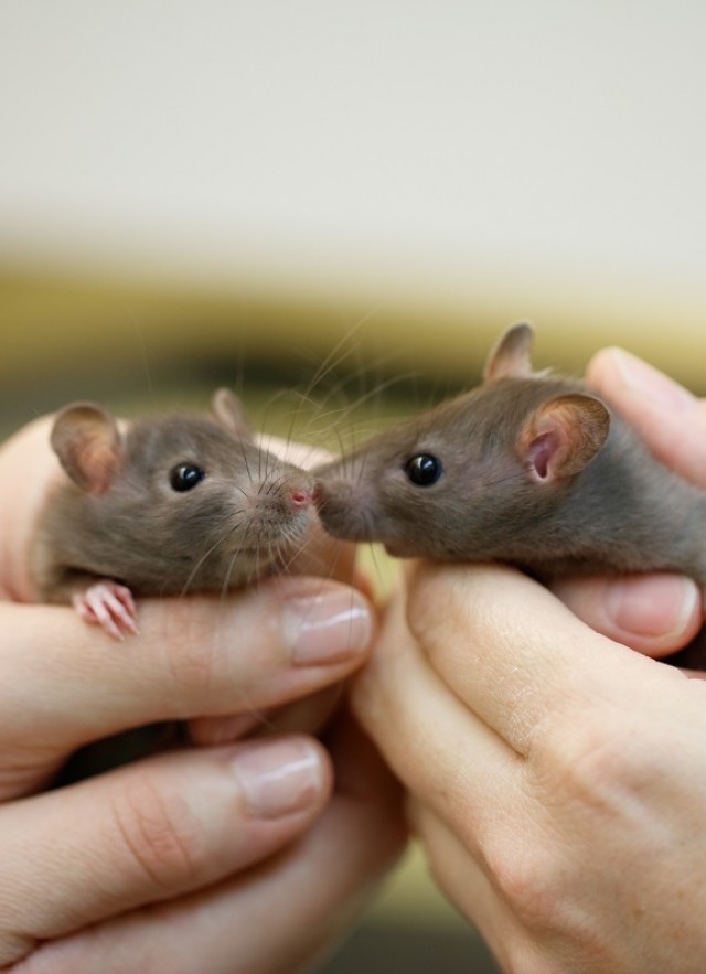 Nature Lab rats