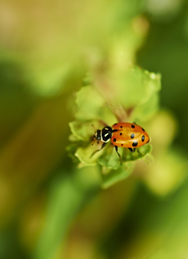 Image of ladybug resting on a plant