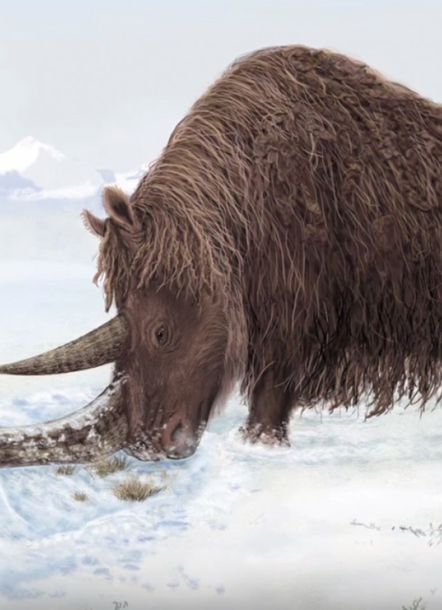 Woolly Rhino in the snow